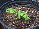 Flamboyant tree seedling, five weeks after planting.