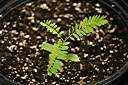 Flamboyant tree seedling, five weeks after planting.