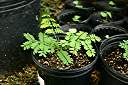 Flamboyant tree seedling, ten weeks after planting.
