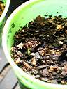 Scrub Island frangipani seedling beginning to emerge, two weeks after planting. Seeds courtesy of Pam McManus.
