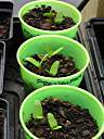 Scrub Island frangipani seedlings, four weeks after planting.
