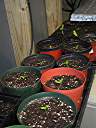 Scrub Island frangipani seedlings, 29 days after planting. Seedlings separated and moved into individual pots.