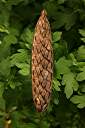 Opened Anegada frangipani seed pod. This pod contains nearly 50 individual seeds, which are neatly woven into the pod.