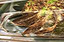 Opened Anegada frangipani seed pods.