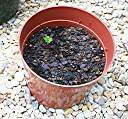 A day after the sprout first appeared.
