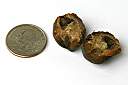 Geiger tree "nut" from the Puglieses' yard in Tortola.