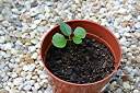 Two weeks after sprouting.