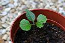 Two weeks after sprouting.