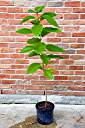 Eighteen months old - the geiger tree is four and a half feet tall.