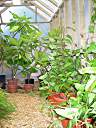 Plumeria at rear, passion fruit along right side.