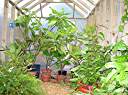 Plumeria at rear, passion fruit along right side.