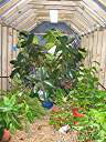Rubber tree and more now inside.