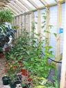 Passion fruit (passiflora edulis) on string trellis.