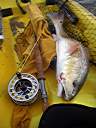 This 26� incher fills the daily bag limit. 8:33AM and I'm done fishing for the day.