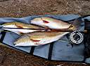 The day's catch of three redfish: 21, 23, and 26� inches. All three fish were caught on the same fly - the&nbsp; redfish special spoon fly that I tied.
