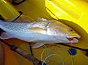 Lake Calcasieu redfish