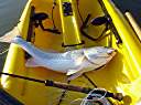 Lake Calcasieu redfish