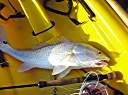 Lake Calcasieu redfish