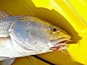 Lake Calcasieu redfish