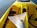 Lake Calcasieu redfish