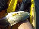 Lake Calcasieu redfish