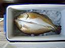 Lake Calcasieu redfish