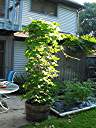Yes - there is kudzu in Houston.  We brought this plant back from Mississippi in 2002 and have carefully managed it. When cared for, it is a very nice looking plant.