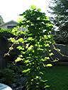 Yes - there is kudzu in Houston.  We brought this plant back from Mississippi in 2002 and have carefully managed it. When cared for, it is a very nice looking plant.