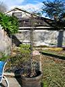 Our back yard kudzu vine in early January. It has a few small green leaves even now.