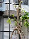 New growth appearing.