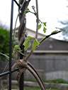 New growth appearing.