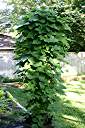 Kudzu Vine in late April.