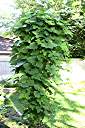 Kudzu Vine in late April.
