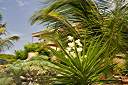 Lavenda Breeze