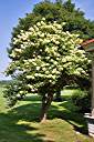 It is a hydrangea! Over 160 years old!