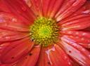 Chrysanthemum