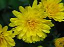 Chrysanthemums