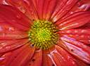 Chrysanthemum