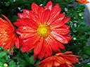 Chrysanthemums