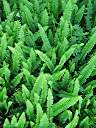 Sword ferns