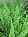 Sword ferns