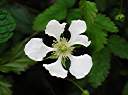 Dewberry blossom