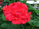 Geraniums