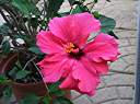 Hibiscus