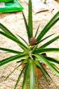 A couple of years ago, I stuck the crown (top) that we cut from a fresh pineapple into a pot.&nbsp; I just hoped that the plant would grow.&nbsp; It did -- and it has made a pineapple!