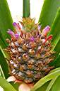 Close-up of the pineapple.&nbsp; Each lobe on the pineapple was a flower, starting with the purple flowers at the very bottom.&nbsp; The flowers have worked their way to the top.