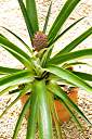 A couple of years ago, I stuck the crown (top) that we cut from a fresh pineapple into a pot.&nbsp; I just hoped that the plant would grow.&nbsp; It did -- and it has made a pineapple!