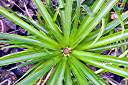 A new fruit appears. This pineapple has really flourished in the greenhouse over the winter. It is the plant shown here.
