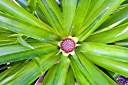 A new fruit appears. This pineapple has really flourished in the greenhouse over the winter. It is the plant shown here.
