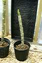 Rooting cutting with inflorescence.
